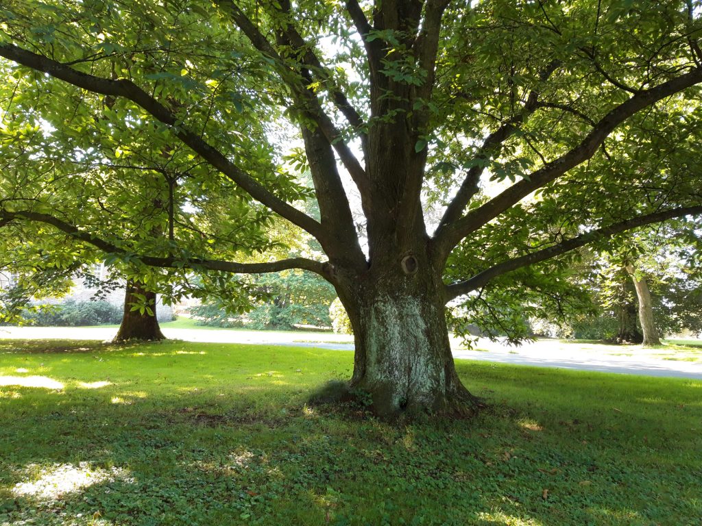 Alter Baum im Park von Schloss Cappenberg